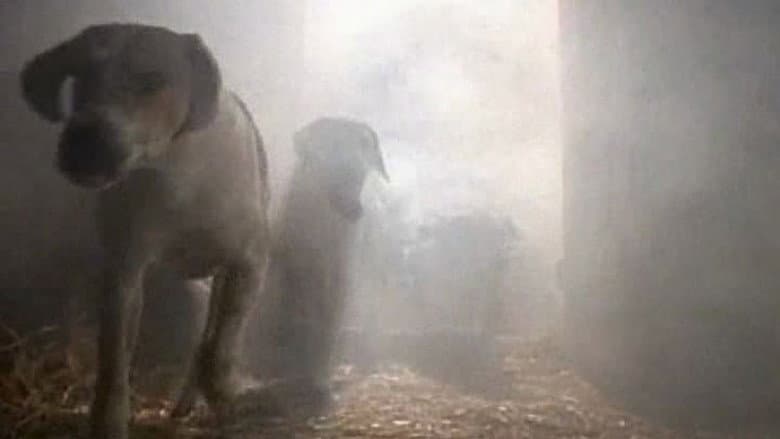 O Conto dos Cães Famintos