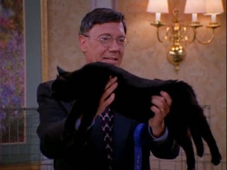 Concurso de gatos