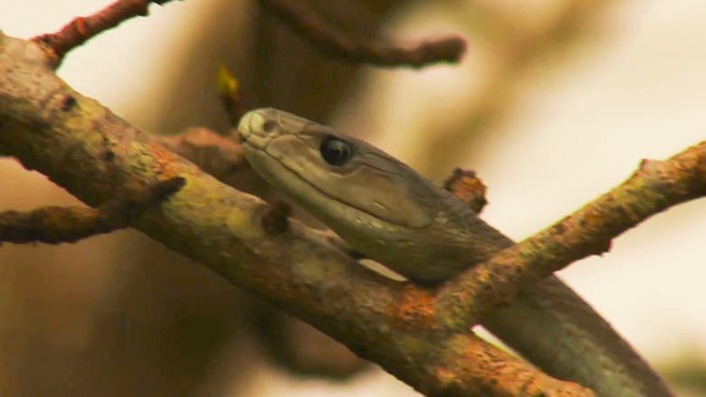As Cobras Mais Perigosas da África