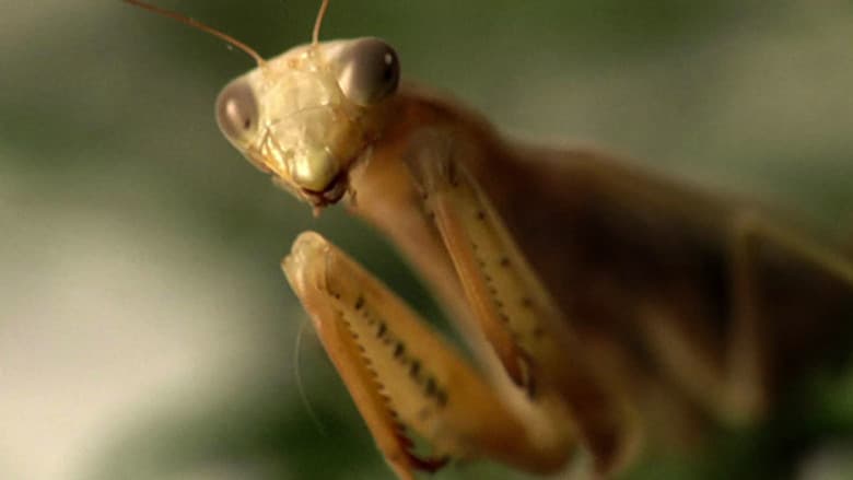 Alienígenas e Insetos